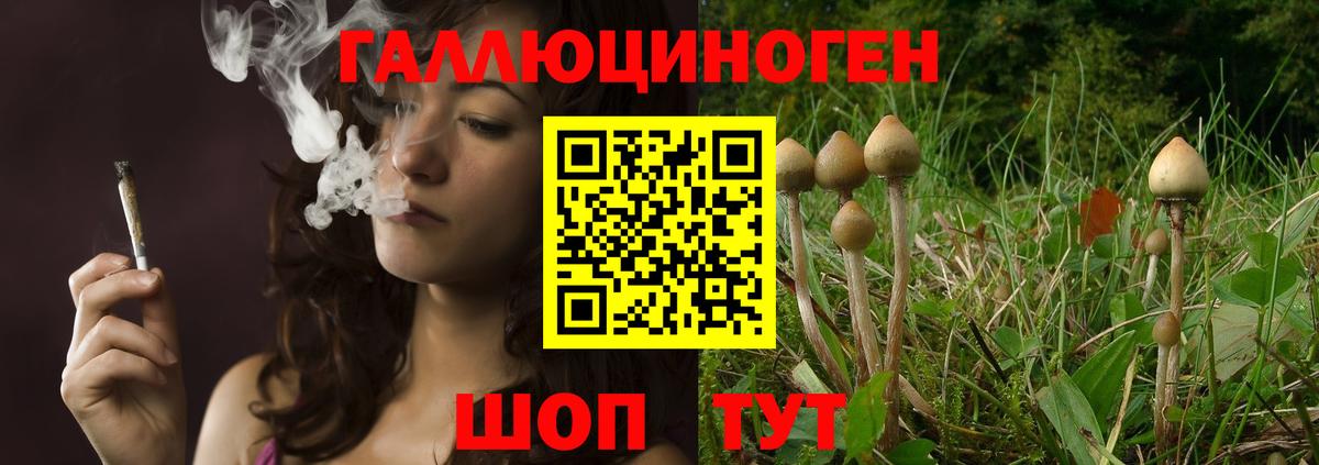 Псилоцибиновые грибы мицелий Курганинск